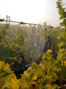 Natur pur - hautnah in Rumpels Weinberg!